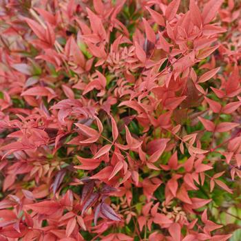 Nandina domestica 'ZHNAN53' PP 32,422