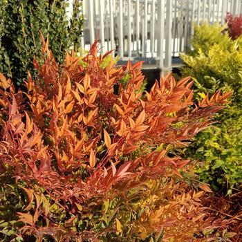 Nandina domestica Cool Glow® Peach