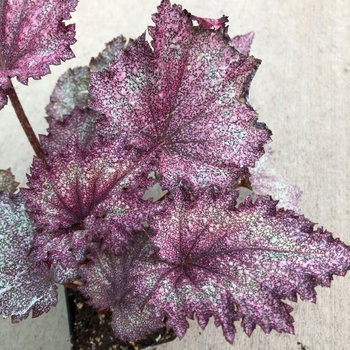 Begonia rex-cultorum 'Speckles' 