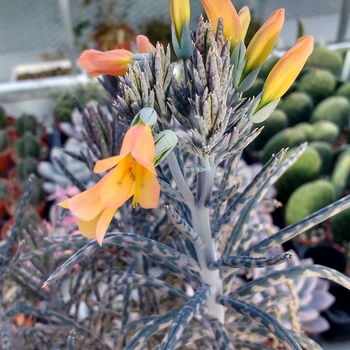 Kalanchoe delagoensis