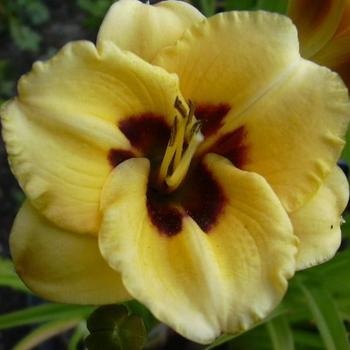 Hemerocallis 'Magic Masquerade' 