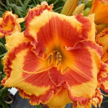 Hemerocallis 'Peachy Keen' 