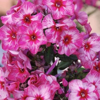 Phlox paniculata 'Fireworks' 