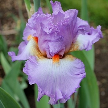 Iris germanica 'Oui Madame' 