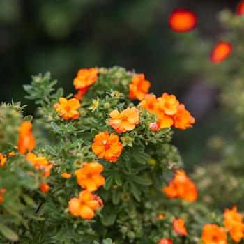 Potentilla fruticosa 'Marmalade®'