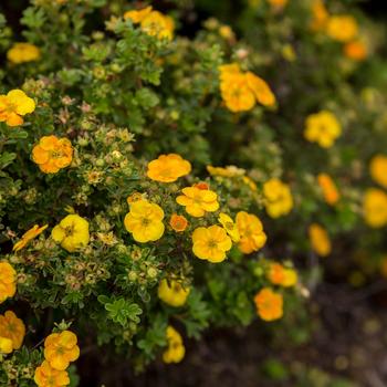 Potentilla fruticosa 'Jefman' PP28830