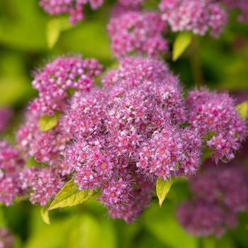 Spiraea japonica 'Minpil04' PP30819