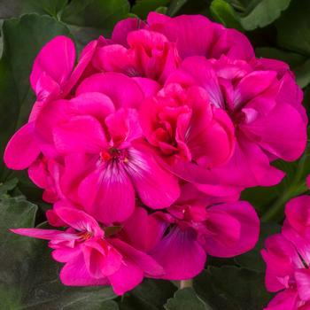 Pelargonium Calliope® Medium Dark Pink Dark Leaf