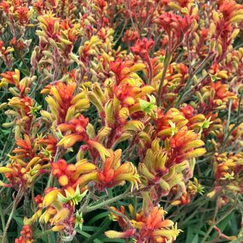 Anigozanthos 'Bush Tango' 