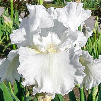 Iris germanica 'Frequent Flyer' 