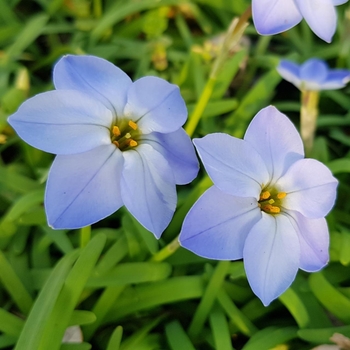 Ipheion uniflorum 'Rolf Fiedler' 