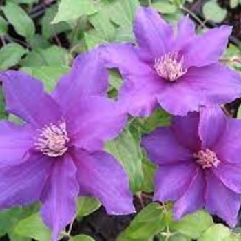 Clematis 'Sacha' 