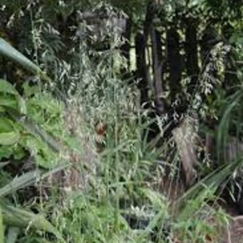 Festuca californica 'Willit's Giant' 