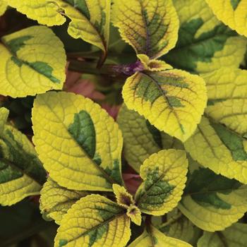 Plectranthus FanciFillers™ 'Guacamole'