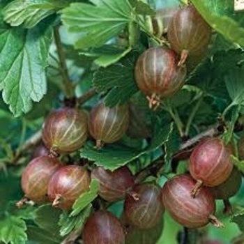 Ribes uva-crispa 'Little Ben' 