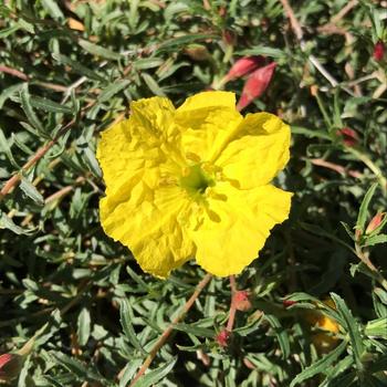 Calylophus hartwegii 'Texas Gold' 