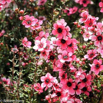 Leptospermum scoparium 'Helen Strybing' 