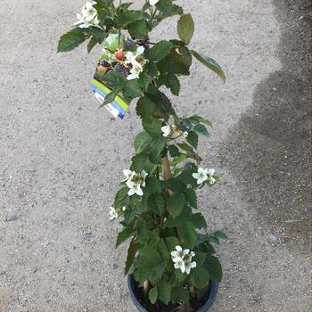 Rubus 'APF-153T' PP26990