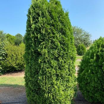 Thuja occidentalis 'RutThu5' PPAF