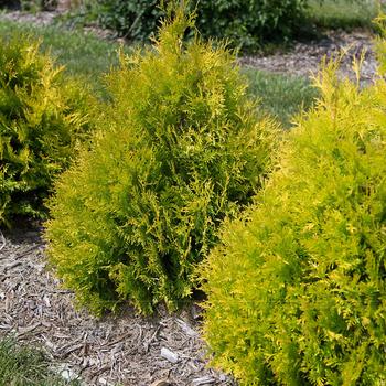 Thuja occidentalis 'RutThu3' 