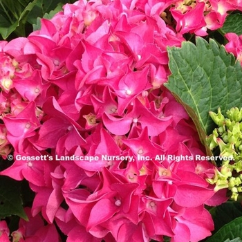 Hydrangea macrophylla 'Charm' 