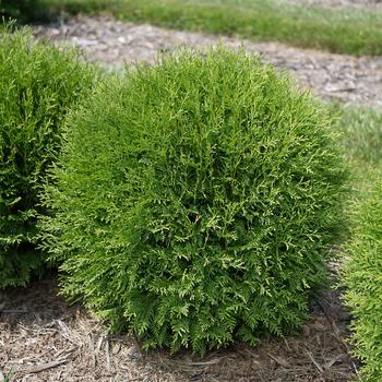 Thuja occidentalis 'Planet Earth™'