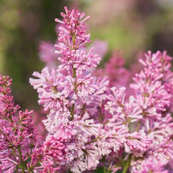 Syringa vulgaris 'Preston' 