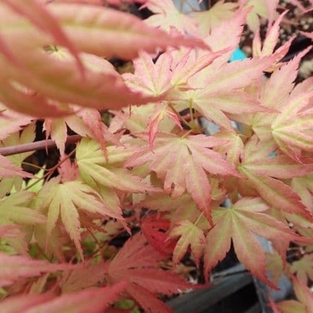 Acer palmatum 'Momoiro Koyasan' 