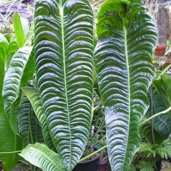 Anthurium veitchii