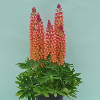 Lupinus polyphyllus 'Orange' 