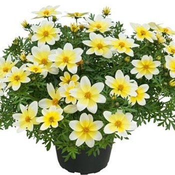 Bidens 'Spicy Electric White' 