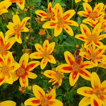 Bidens 'Tiger Bee' 