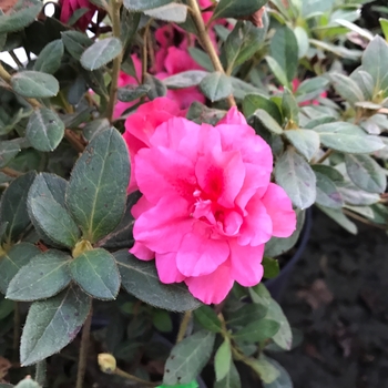 Rhododendron 'Roblef' PP16184