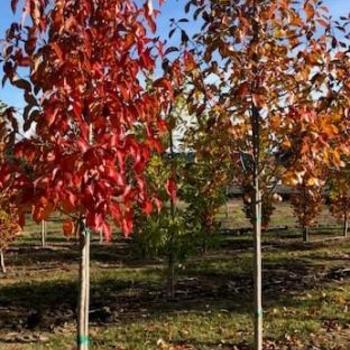 Nyssa sylvatica 'MONN2' 