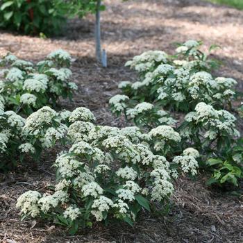 Viburnum cassinoides 'SMNVCDD' PP27549, CBR 5943