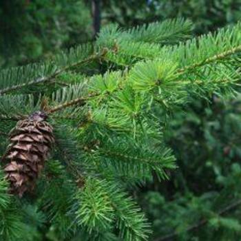Pseudotsuga menziesii