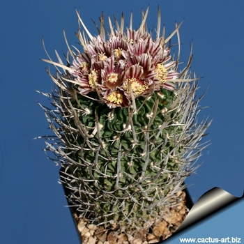 Echinofossulocactus phyllacanthus