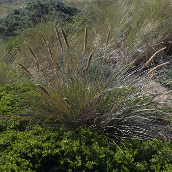 Calamagrostis 'Little Nootka' 