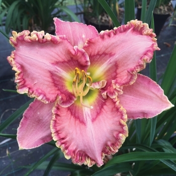 Hemerocallis 'Princess Tutu' 