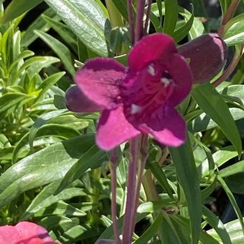 Penstemon 'Wine Kissed' 