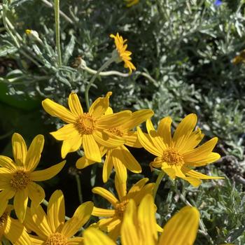 Eriophyllum lanatum 'Siskiyou' 