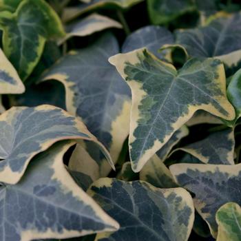 Hedera helix 'Goldchild' (200252)