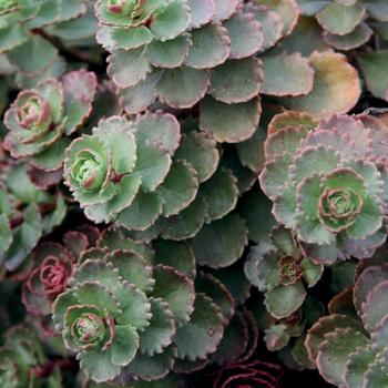 Sedum spurium 'Dragon's Blood (Roseum)' 