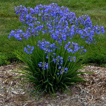 Agapanthus 'Little Galaxy'