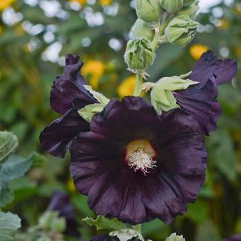 Alcea rosea 'Blacknight' 