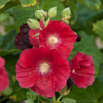 Alcea rosea 'Mars Magic' 