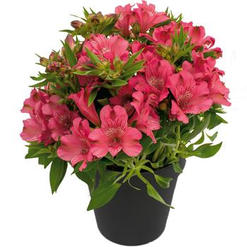 Alstroemeria 'Inca Candy™' 