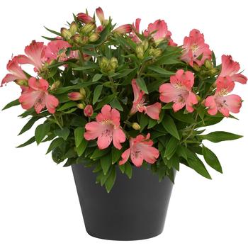 Alstroemeria 'Inca Coral™' 