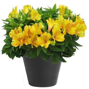 Alstroemeria 'Inca Gold Rush™'