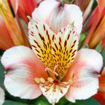 Alstroemeria 'Inca Husky™'